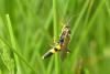 Amblyteles armatorius